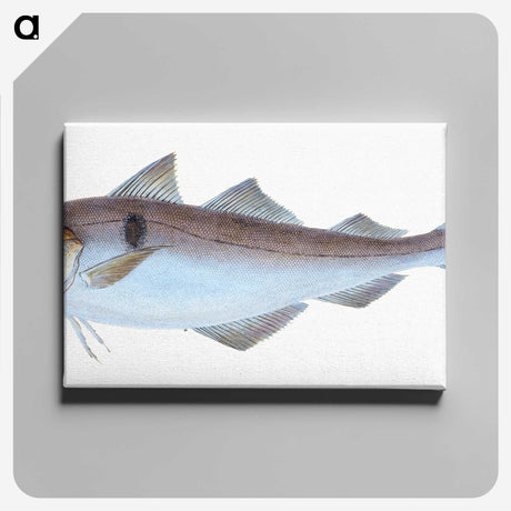 1-31_The-Natural-History-of-British-Fishes_canvas