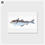 1-31_The-Natural-History-of-British-Fishes_hagaki
