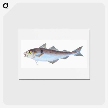 1-31_The-Natural-History-of-British-Fishes_hagaki