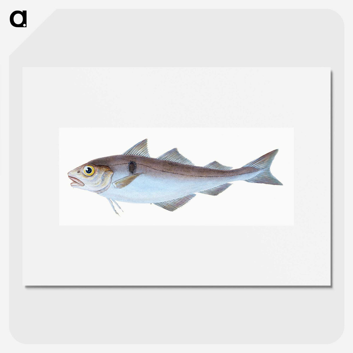1-31_The-Natural-History-of-British-Fishes_picture