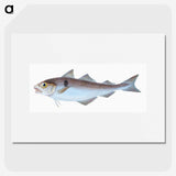 1-31_The-Natural-History-of-British-Fishes_picture