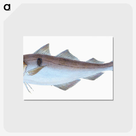 1-31_The-Natural-History-of-British-Fishes_postcard