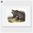 1-31_The-Viviparous-Quadrupeds_picture