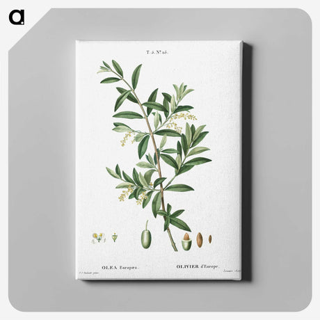1-31_Treatise-on-Trees-and-Shrubs_canvas