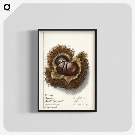 1-31_USDA-Watercolor-Fruit-Painting-Collection_blk-crop