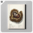 1-31_USDA-Watercolor-Fruit-Painting-Collection_canvas