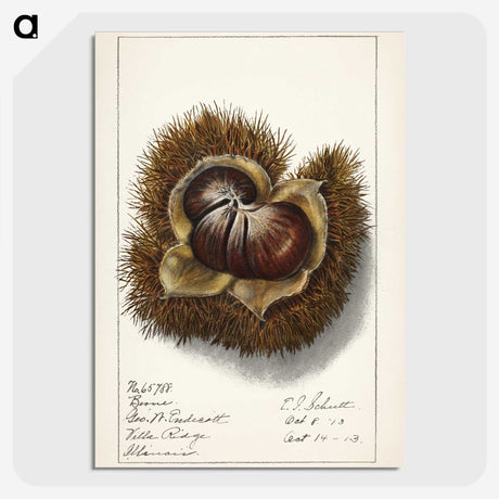 1-31_USDA-Watercolor-Fruit-Painting-Collection_picture-crop