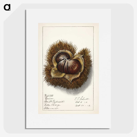 1-31_USDA-Watercolor-Fruit-Painting-Collection_picture