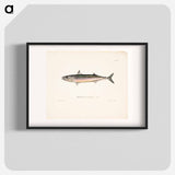 Mackerel, male - Wilhelm von Wright Poster.