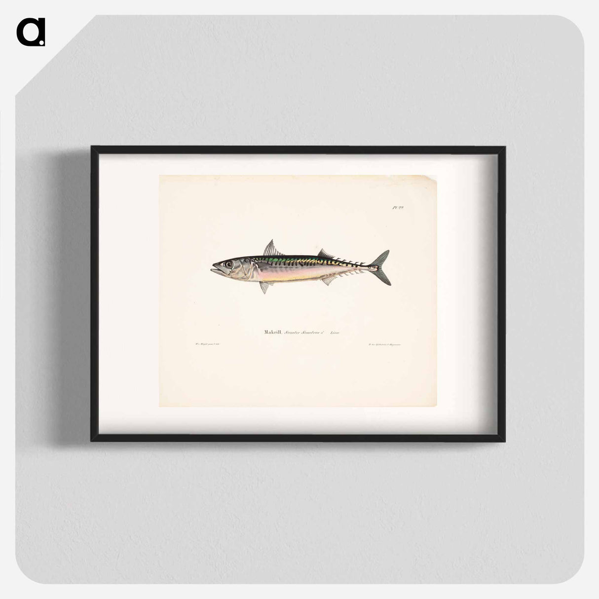 Mackerel, male - ヴィルヘルム フォン ライト Poster.