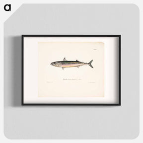 アートポスター-Mackerel, male - ヴィルヘルム フォン ライト Poster.