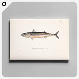 Mackerel, male - ヴィルヘルム フォン ライト Canvas.