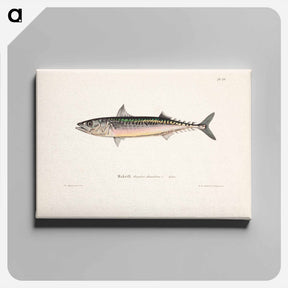 アートパネル-Mackerel, male - ヴィルヘルム フォン ライト Canvas.