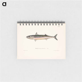 アートメモ帳-Mackerel, male - ヴィルヘルム フォン ライト Memo.