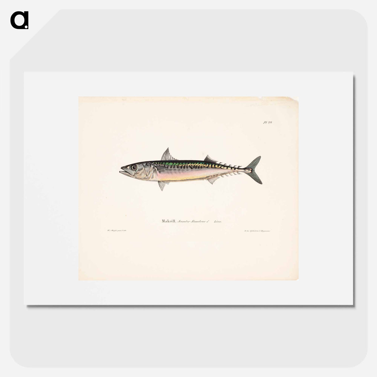 Mackerel, male - ヴィルヘルム フォン ライト Poster.