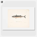 Mackerel, male - Wilhelm von Wright Poster.