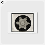 アートポストカード-Wilson Bentley Photomicrograph of Stellar Snowflake No. 382 - ウィルソン ベントレー Postcard.