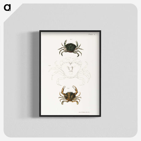 1-31_Zoology-of-New-York_blk-crop
