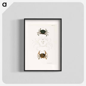 アートポスター-Littoral crab (Carcinus moenas) 7. Lady crab (Platyonichus ocellatus) illustration from Zoology of New York by - ニューヨークの動物学 Poster.