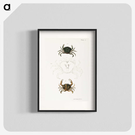 1-31_Zoology-of-New-York_blk