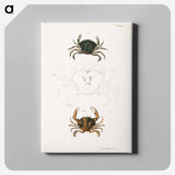 Littoral crab (Carcinus moenas) 7. Lady crab (Platyonichus ocellatus) illustration from Zoology of New York by - ニューヨークの動物学 Canvas.