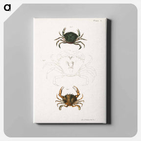 アートパネル-Littoral crab (Carcinus moenas) 7. Lady crab (Platyonichus ocellatus) illustration from Zoology of New York by - ニューヨークの動物学 Canvas.