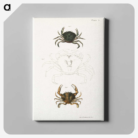 1-31_Zoology-of-New-York_canvas