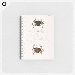 アートメモ帳-Littoral crab (Carcinus moenas) 7. Lady crab (Platyonichus ocellatus) illustration from Zoology of New York by - ニューヨークの動物学 Memo.