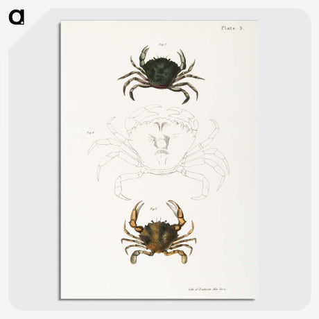 1-31_Zoology-of-New-York_picture-crop