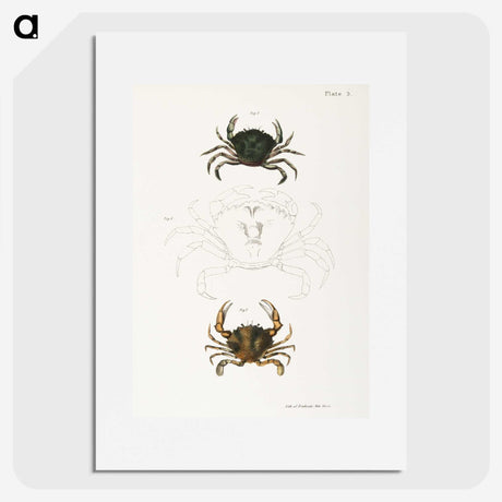 1-31_Zoology-of-New-York_picture