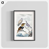 Three birds, two Inca Pigeons and a collared bearded cuckoo - アールト シューマン Poster.