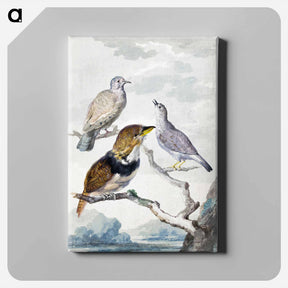アートパネル-Three birds, two Inca Pigeons and a collared bearded cuckoo - アールト シューマン Canvas.