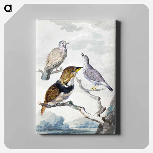 Three birds, two Inca Pigeons and a collared bearded cuckoo - アールト シューマン Canvas.