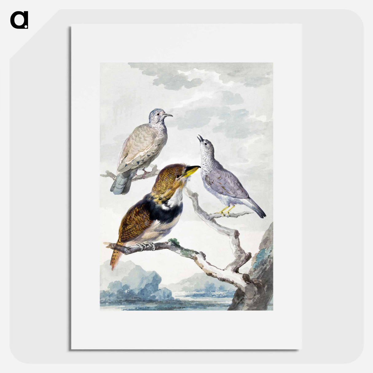 Three birds, two Inca Pigeons and a collared bearded cuckoo - アールト シューマン Poster.