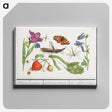 1-32_Anselmus-Boetius-de-Boodt_canvas