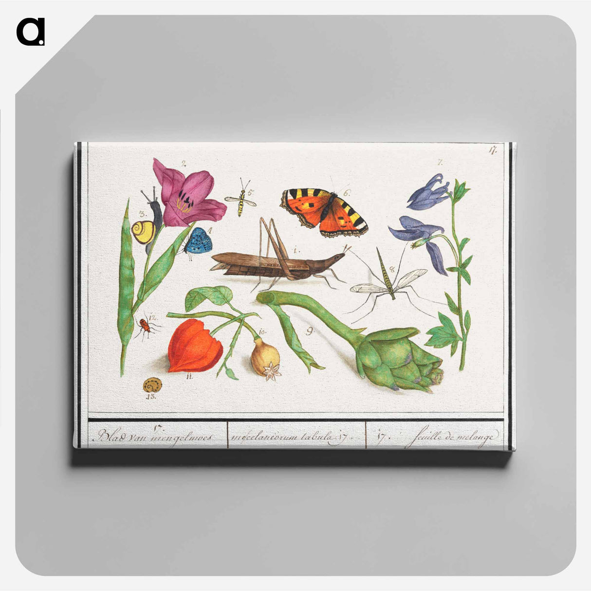Natural History Ensemble, no. 17 - アンセルムス ボエティウス デ ブート Canvas.