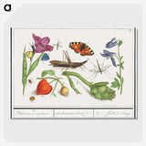 1-32_Anselmus-Boetius-de-Boodt_picture-crop