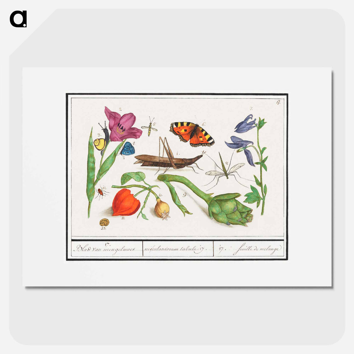 Natural History Ensemble, no. 17 - アンセルムス ボエティウス デ ブート Poster.