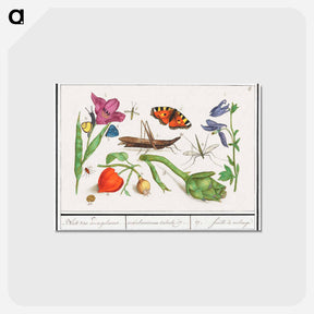 アートポストカード-Natural History Ensemble, no. 17 - アンセルムス ボエティウス デ ブート Postcard.