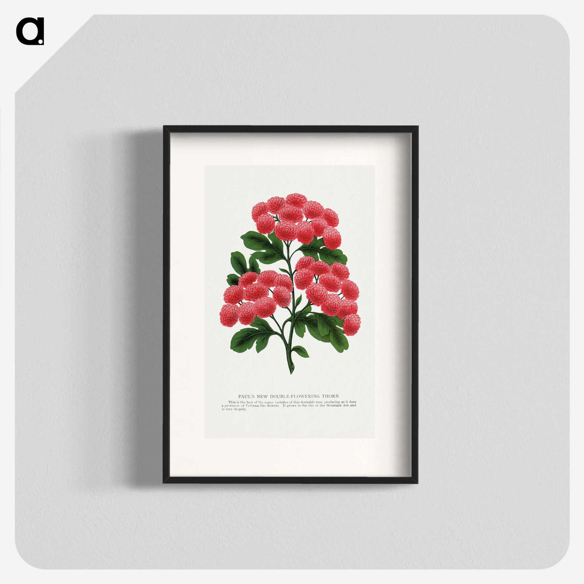 1-32_Botanical-Specimen-Plates_blk