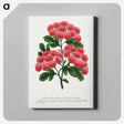 1-32_Botanical-Specimen-Plates_canvas