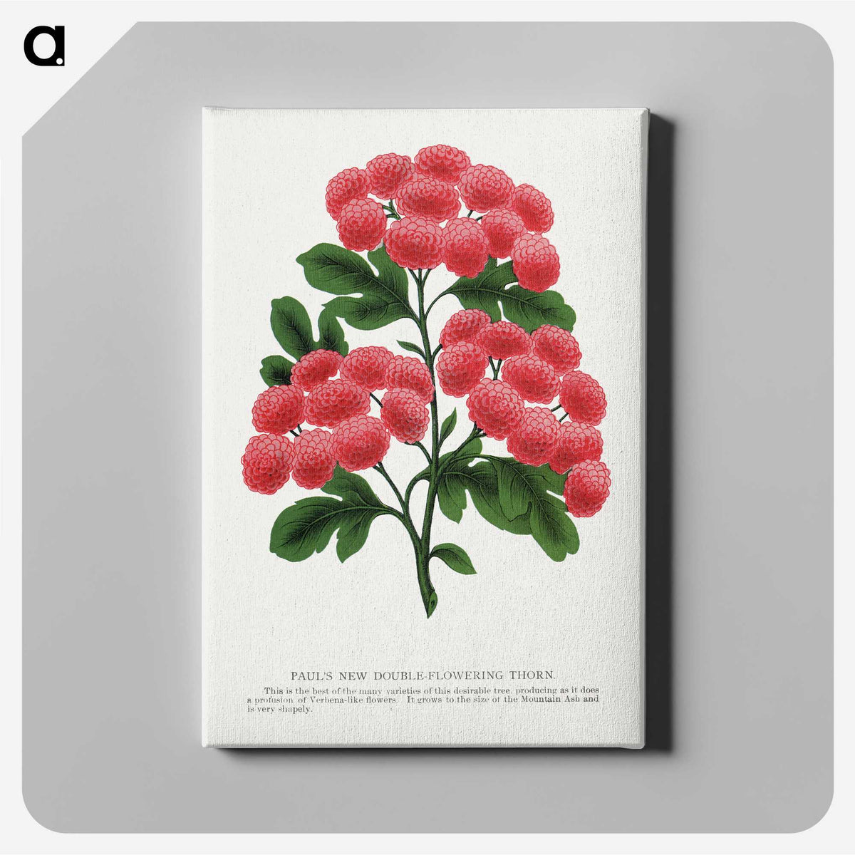 1-32_Botanical-Specimen-Plates_canvas