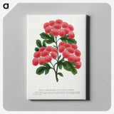 1-32_Botanical-Specimen-Plates_canvas