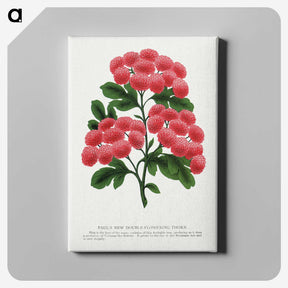 1-32_Botanical-Specimen-Plates_canvas