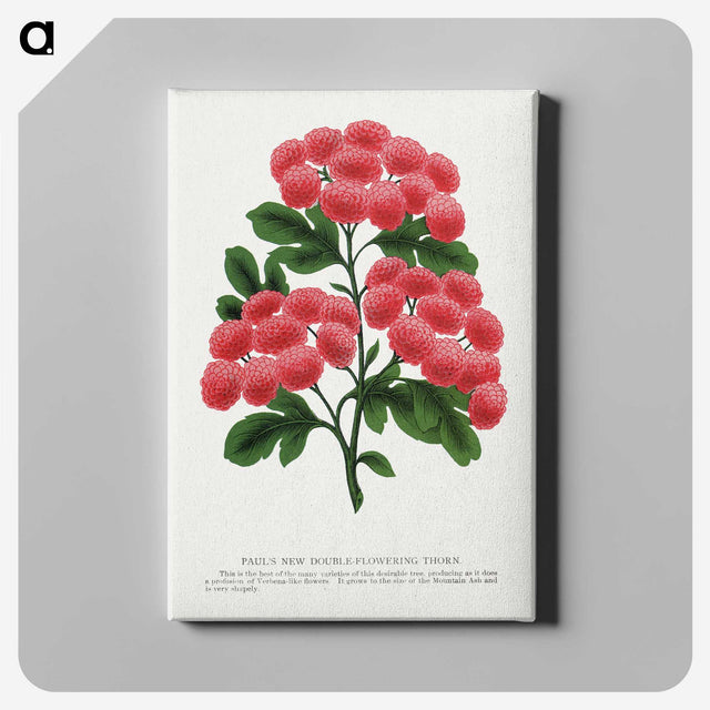 1-32_Botanical-Specimen-Plates_canvas
