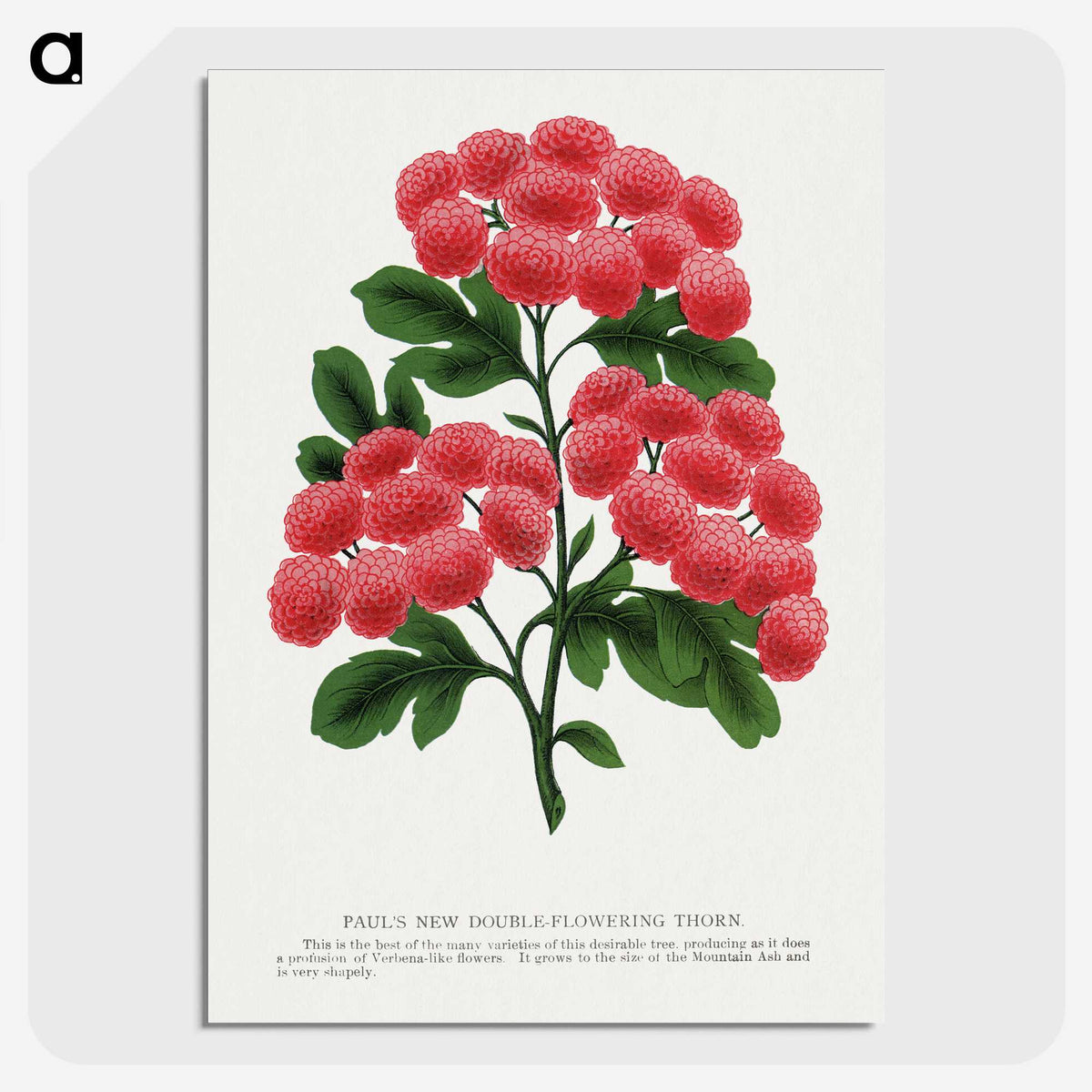 1-32_Botanical-Specimen-Plates_picture-crop