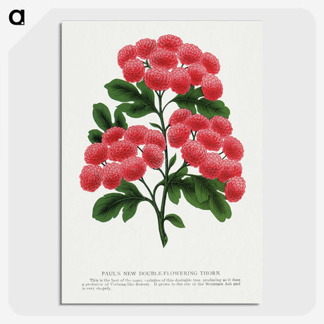 1-32_Botanical-Specimen-Plates_picture-crop