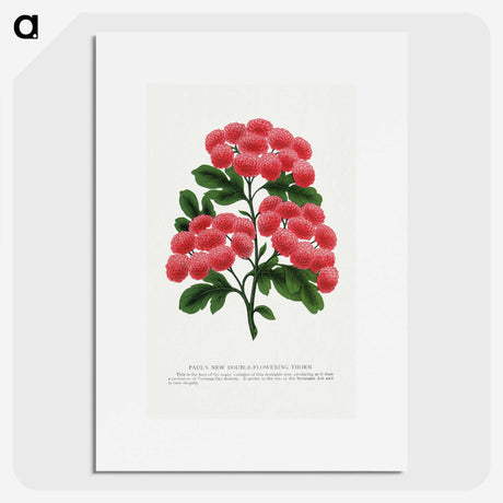 1-32_Botanical-Specimen-Plates_picture