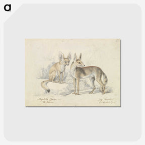 1-32_Charles-Hamilton-Smith_postcard