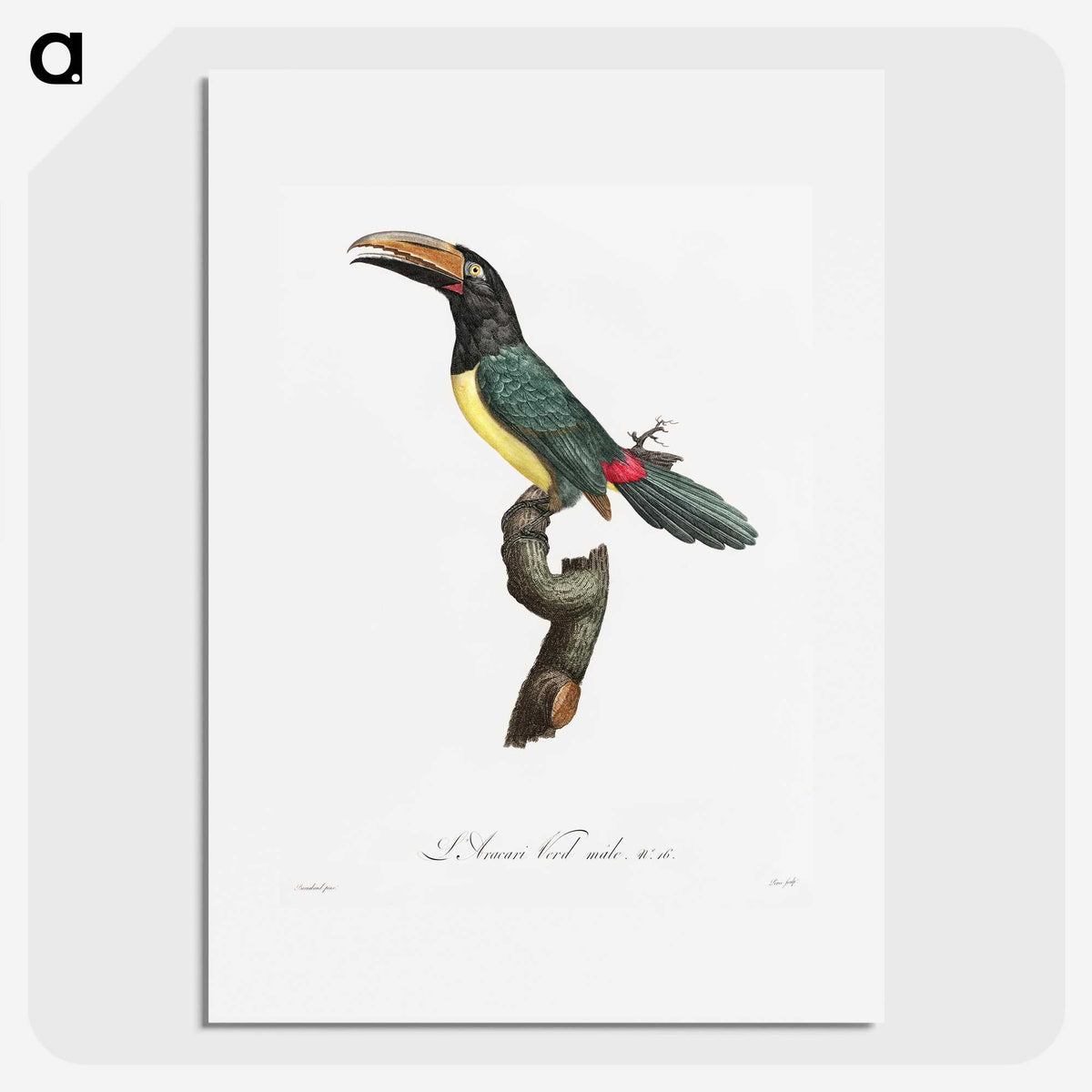 1-32_Des-Oiseaux-de-Paradis_picture